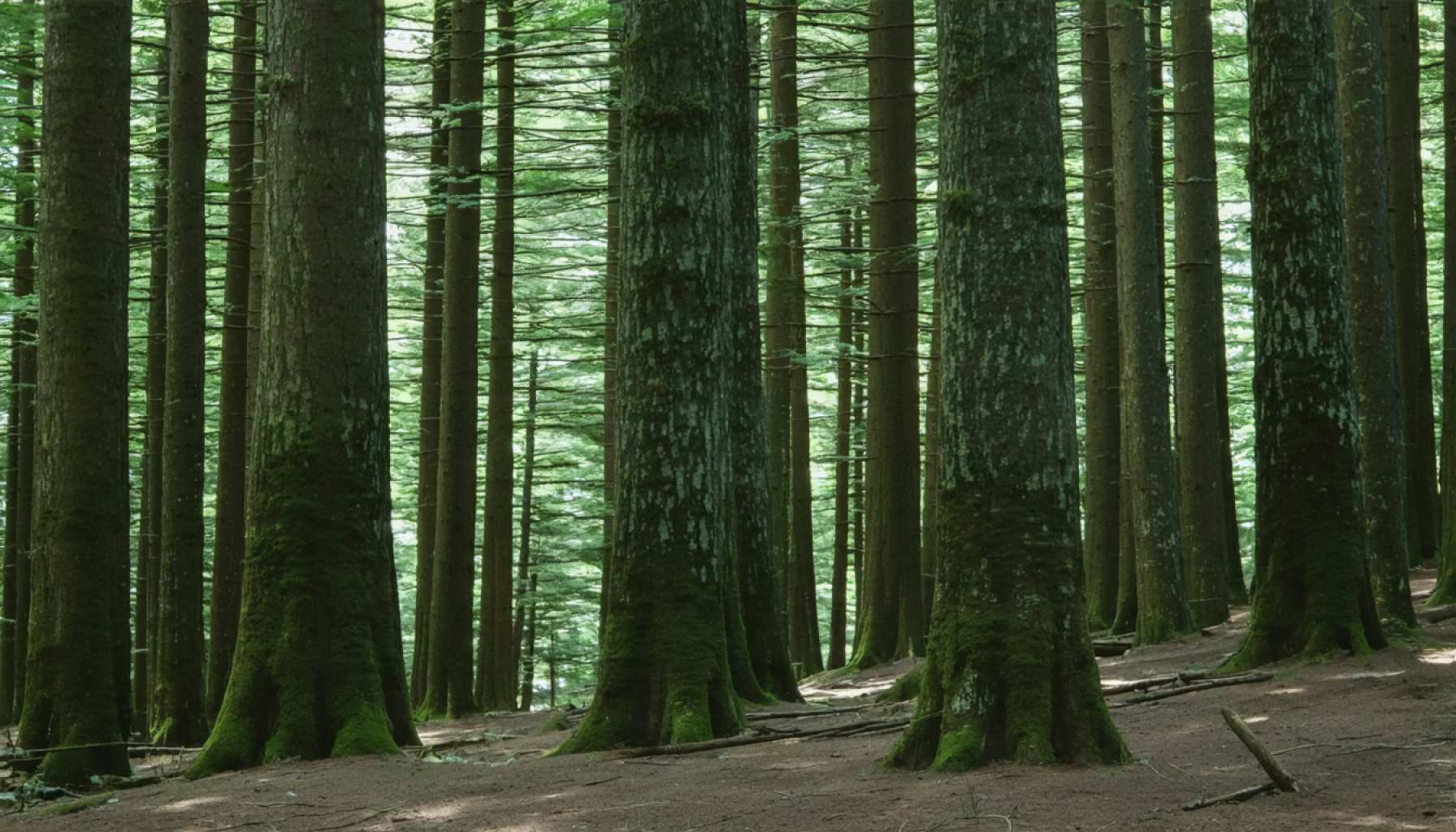 The Silent Crisis Lurking in Japan’s Forests: Why It Matters More Than Just Pollen
